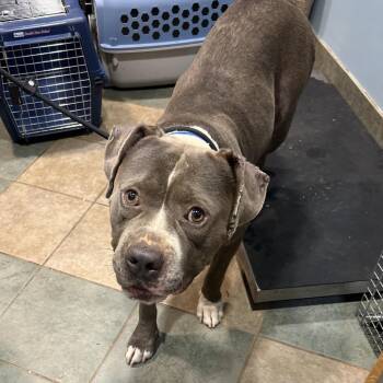 Buster -  Mixed Breed Dog for Adoption in Chattanooga, Tennessee - Buster | PetCurious