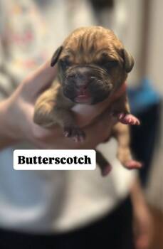 Rescue Mixed Breed Dogs for Adoption in New York, New York - Butterscotch | PetCurious