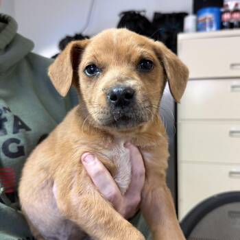 Labrador Retriever Dogs Available for Adoption - Morgan | PetCurious