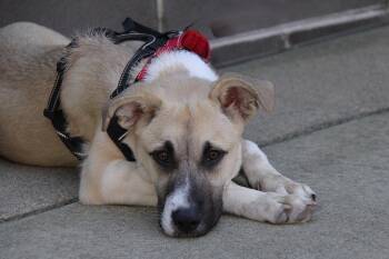 Ethel -  Husky Dog for Adoption in Charlotte, North Carolina - Ethel | PetCurious