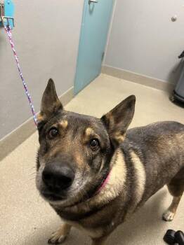 SIENNA -  German Shepherd Dog Dog for Adoption in Las Vegas, Nevada - SIENNA | PetCurious