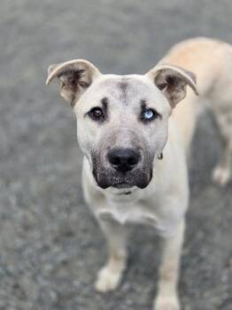 Labrador Retriever and Akita Dogs Available for Adoption in Port Angeles, Washington - Romeo | PetCurious