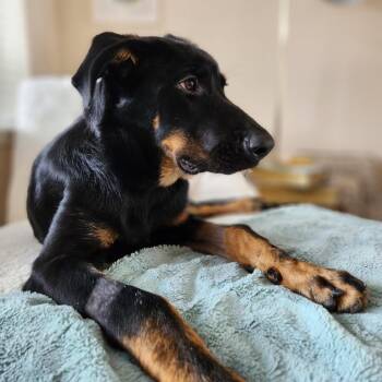 Gemma -  Mixed Breed Dog for Adoption in Jacksonville, Florida - Gemma | PetCurious