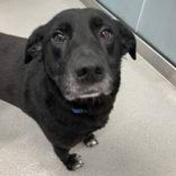 Maggie -  Black Labrador Retriever Dog for Adoption in Hilliard, Ohio - Maggie | PetCurious