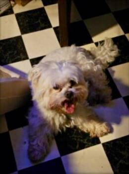 Dapper Dan -  West Highland White Terrier Westie and Poodle Dog for Adoption in Norfolk, Virginia - Dapper Dan | PetCurious