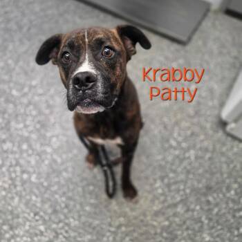 Krabby Patty -  Boxer and Mixed Breed Dog for Adoption in Parkersburg, West Virginia - Krabby Patty | PetCurious