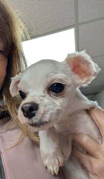 Dolly -  Maltese Dog for Adoption in Caldwell, New Jersey - Dolly | PetCurious