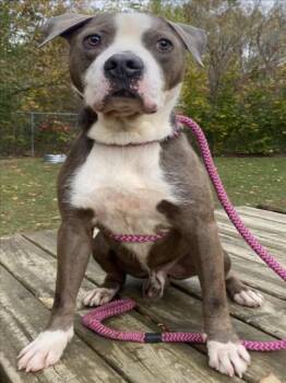Rescue Pit Bull Terrier and Mixed Breed Dogs for Adoption - BLUE | PetCurious