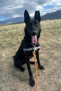 Rescue German Shepherd Dog Dogs for Adoption in Buena Vista, Colorado - Jake | PetCurious