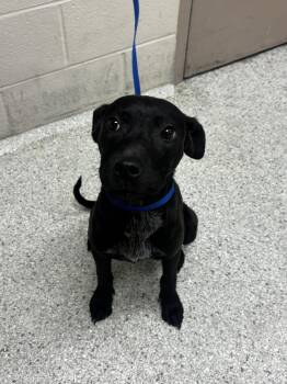 Pit Bull Terrier and Mixed Breed Dogs Available for Adoption in Conroe, Texas - LADY | PetCurious