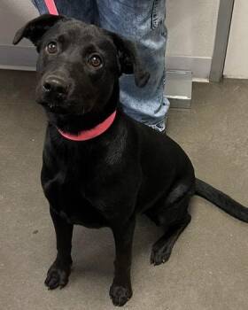 Georgie -  Mixed Breed Dog for Adoption in Fresno, California - Georgie | PetCurious