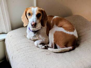 Rescue Beagle Dogs for Adoption in Cincinnati, Ohio - Lizzie | PetCurious
