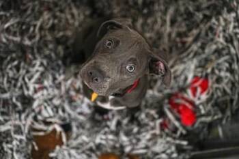 Berry -  Pit Bull Terrier and Mixed Breed Dog for Adoption in Woodbury, Minnesota - Berry | PetCurious