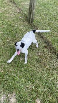 JayLo -  Mixed Breed Dog for Adoption in Medfield, Massachusetts - JayLo | PetCurious