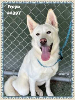 FREYA -  Siberian Husky and White German Shepherd Dog for Adoption in Marietta, Georgia - FREYA | PetCurious
