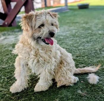 Maltipoo Dogs Available for Adoption in Ridgecrest, California - KC26-69 | PetCurious