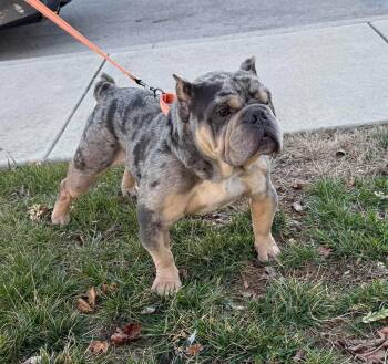 American Bully Dogs Available for Adoption - Eugene Levy | PetCurious