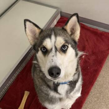 Electra (Rascal) -  Husky Dog for Adoption in Ballston Spa, New York - Electra (Rascal) | PetCurious