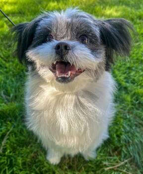 Japanese Chin and Shih Tzu Dogs Available for Adoption - Aiko | PetCurious