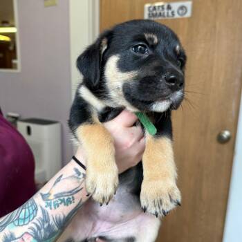 Cattle Dog and Mixed Breed Dogs Available for Adoption in Madison, Wisconsin - Echo | PetCurious