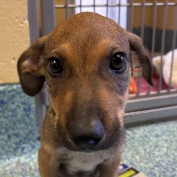 Stonewood -  Mixed Breed Dog for Adoption - Stonewood | PetCurious