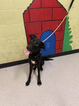 Rescue Flat Coated Retriever Dogs for Adoption in Indianapolis, Indiana - MOTHMAN | PetCurious