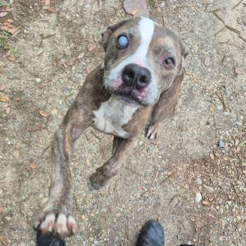 Mixed Breed Dogs Available for Adoption in Columbus, Georgia - 05/01/2026-Stray-HawthorneDrive | PetCurious