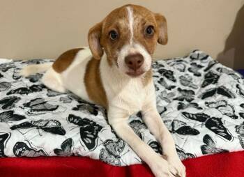 Chihuahua Dogs Available for Adoption - Jackie In TX | PetCurious