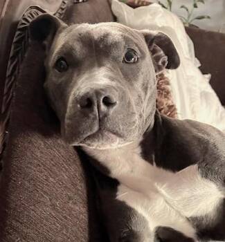 American Staffordshire Terrier Dogs Available for Adoption - Stormy | PetCurious