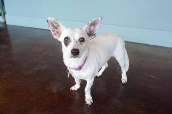 Pepita -  Rat Terrier and Chihuahua Dog for Adoption in San Antonio, Texas - Pepita | PetCurious