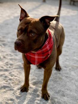 Boss -  Mixed Breed and German Shepherd Dog Dog for Adoption in Muskegon, Michigan - Boss | PetCurious