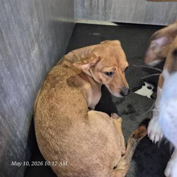 Dachshund Dogs Available for Adoption in San Antonio, Texas - NANAS | PetCurious