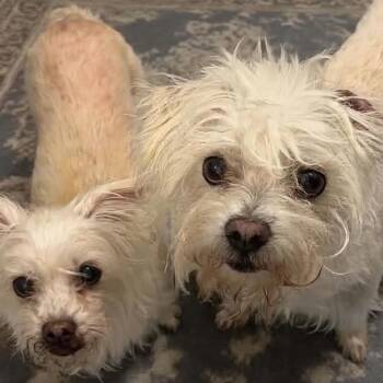 Chaos -  Maltese and Mixed Breed Dog for Adoption in Falls Church, Virginia - Chaos | PetCurious