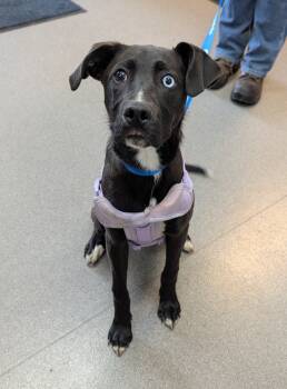 Rescue Labrador Retriever and Husky Dogs for Adoption in La Porte, Indiana - Lilah | PetCurious