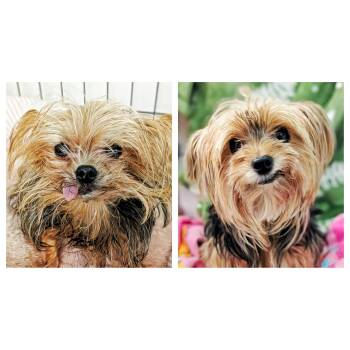 Lexi & Gracie -  Yorkshire Terrier Dog for Adoption in Eustis, Florida - Lexi & Gracie | PetCurious