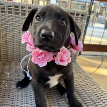 Bella -  Border Collie and Labrador Retriever Dog for Adoption in Sacramento, California - Bella | PetCurious