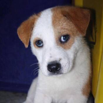 Labrador Retriever and Australian Cattle Dog Blue Heeler Dogs Available for Adoption in Plainfield, Connecticut - Fuoco | PetCurious