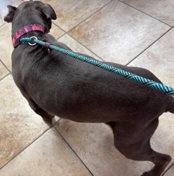 Marie -  Mixed Breed Dog for Adoption in Cincinnati, Ohio - Marie | PetCurious