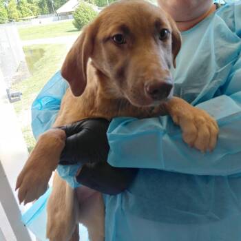 Mixed Breed Dogs Available for Adoption in Loxahatchee Groves, Florida - Sandra 6100 | PetCurious