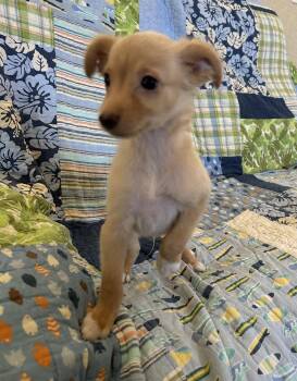 Fritz -  Chihuahua and Spaniel Dog for Adoption - Fritz | PetCurious