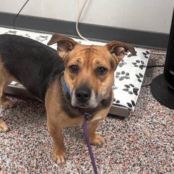 Rue -  Mixed Breed and Shepherd Dog for Adoption in Salt Lake City, Utah - Rue | PetCurious