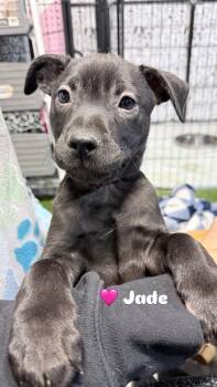 Labrador Retriever and Pit Bull Terrier Dogs Available for Adoption - Jade | PetCurious