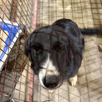 Maggie -  Cattle Dog Dog for Adoption in Madill, Oklahoma - Maggie | PetCurious