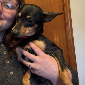 Rescue Chihuahua Dogs for Adoption in Blacksburg, Virginia - Buddy | PetCurious