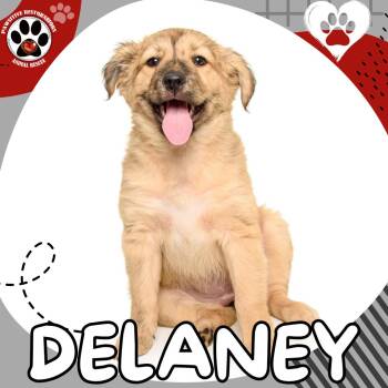 DELANEY -  Australian Shepherd Dog for Adoption in Foxfield, Colorado - DELANEY | PetCurious