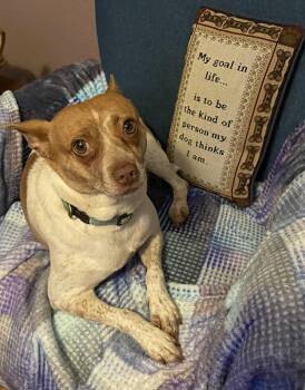 Rescue Terrier Dogs for Adoption in Livermore, California - Annie | PetCurious