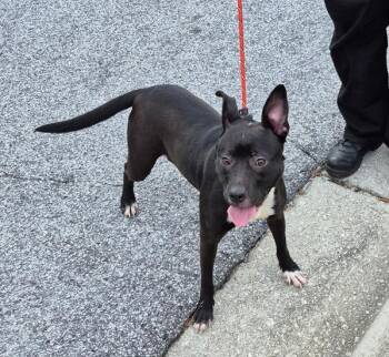 Pit Bull Terrier Dogs Available for Adoption in Lawrenceville, Georgia - Ic-18 | PetCurious