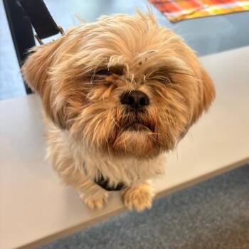 Yardstick -  Shih Tzu Dog for Adoption in Allentown, Pennsylvania - Yardstick | PetCurious