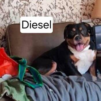 Diesel -  American Bulldog Dog for Adoption in Dover, Arkansas - Diesel | PetCurious