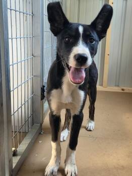 German Shepherd Dog and Akita Dogs Available for Adoption in Cleveland, Tennessee - Tracie | PetCurious